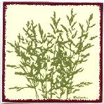 Meadow Grass.....One of the many grasses that grow wild in the open fields and meadows. Delicate and airy.