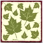 The maple leaf is the characteristic leaf of the maple tree, and is one of the most widely recognized leaves. The leaves have a distinctive shape and turn brilliant colors in the autumn. A real treat for the Leaf Peepers.